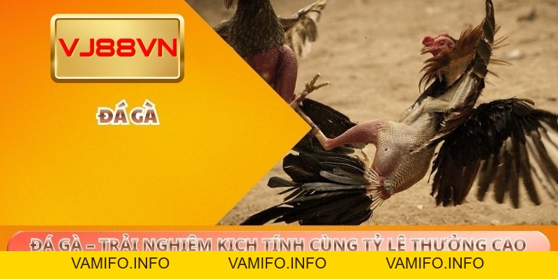 Đá Gà – Trải Nghiệm Kịch Tính Cùng Tỷ Lệ Thưởng Cao Tại VJ88 - VAMIFO