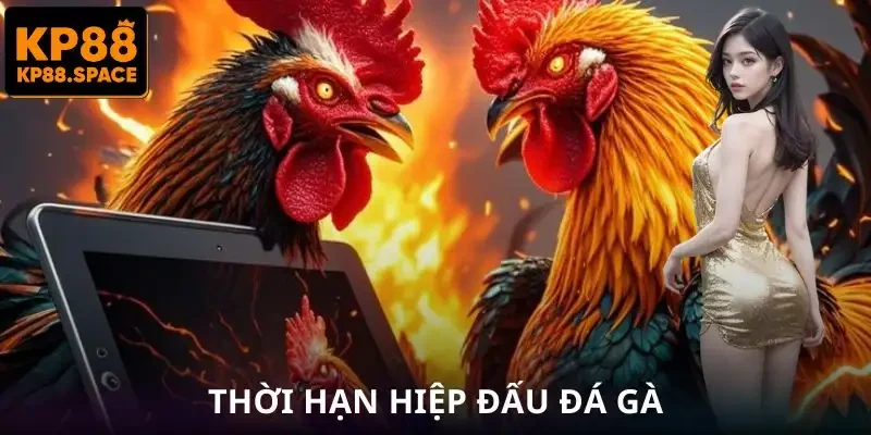 Đá Gà Philippines – Bí Quyết Tăng Tỷ Lệ Thắng Từ KP88 - VAMIFO