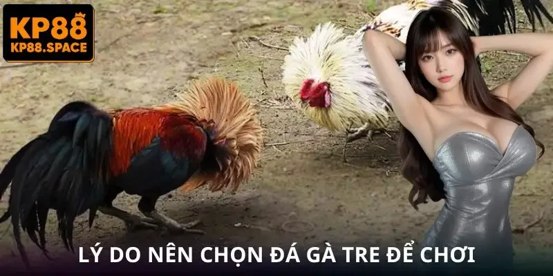 Đá Gà Tre KP88 - Trận Đấu Tốc Độ Nhanh Lợi Nhuận Cực Hấp Dẫn - VAMIFO