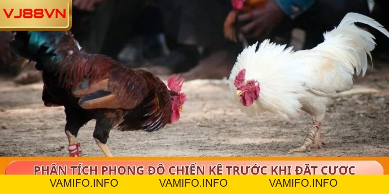 Đá Gà – Trải Nghiệm Kịch Tính Cùng Tỷ Lệ Thưởng Cao Tại VJ88 - VAMIFO