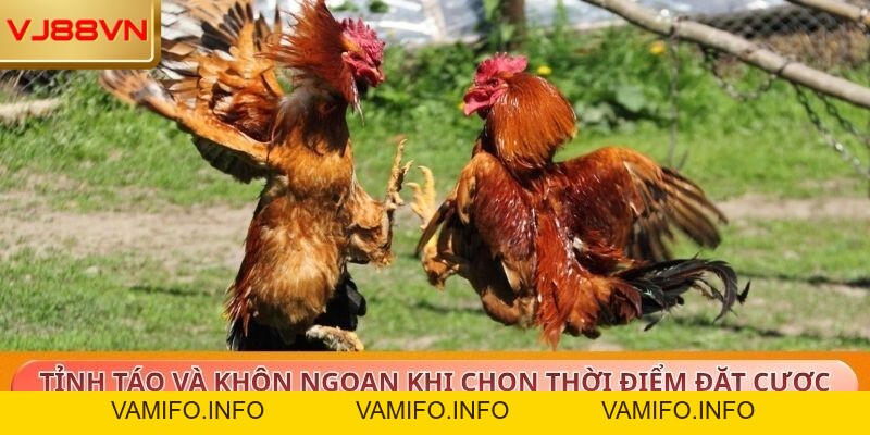 Đá Gà – Trải Nghiệm Kịch Tính Cùng Tỷ Lệ Thưởng Cao Tại VJ88 - VAMIFO