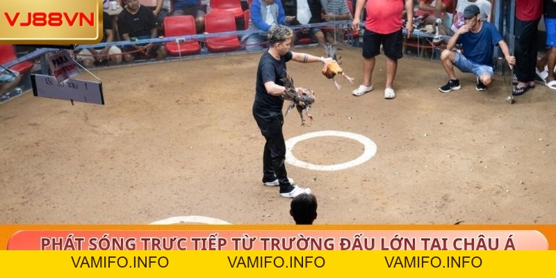 Đá Gà – Trải Nghiệm Kịch Tính Cùng Tỷ Lệ Thưởng Cao Tại VJ88 - VAMIFO